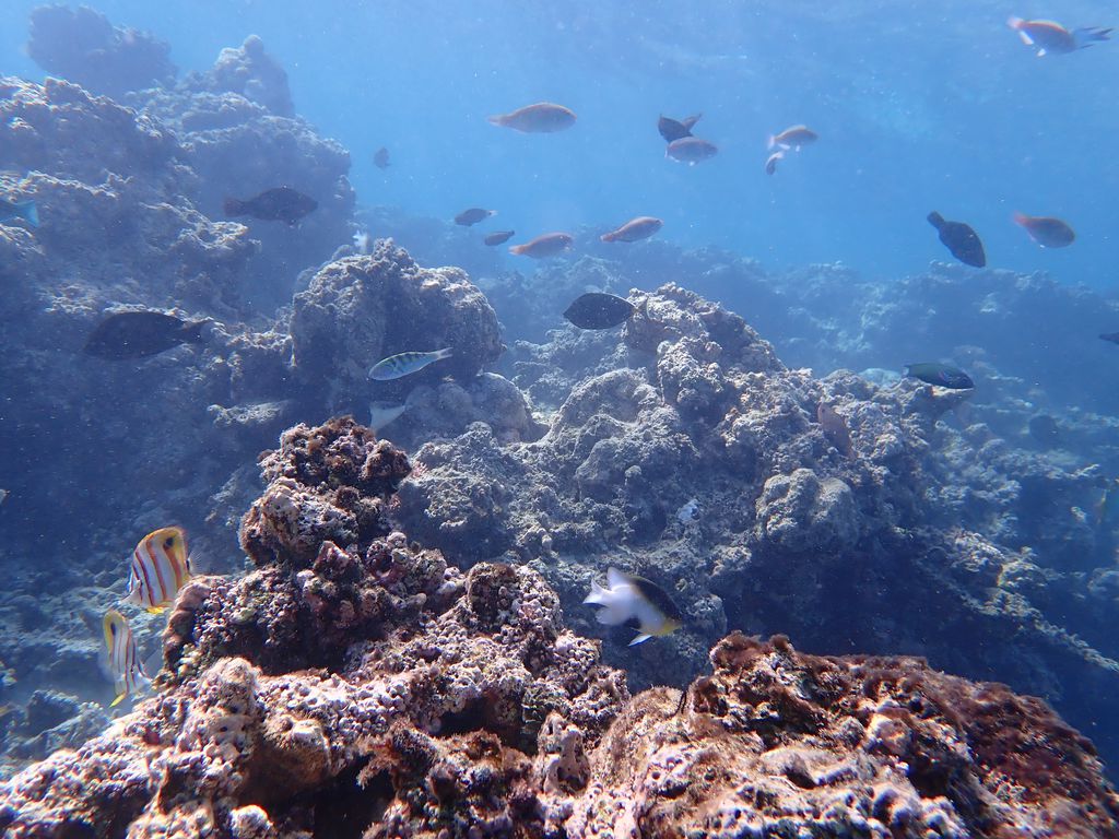 Reef Monitoring