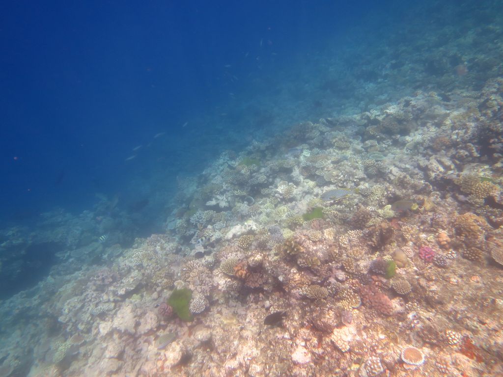 Reef Monitoring